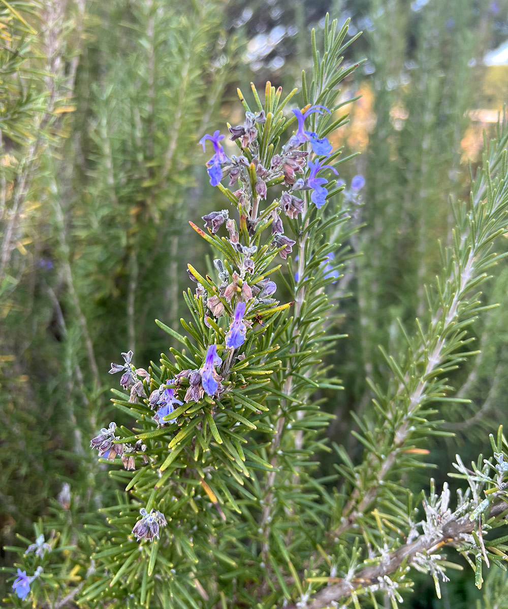 Hill's Hardy Rosemary