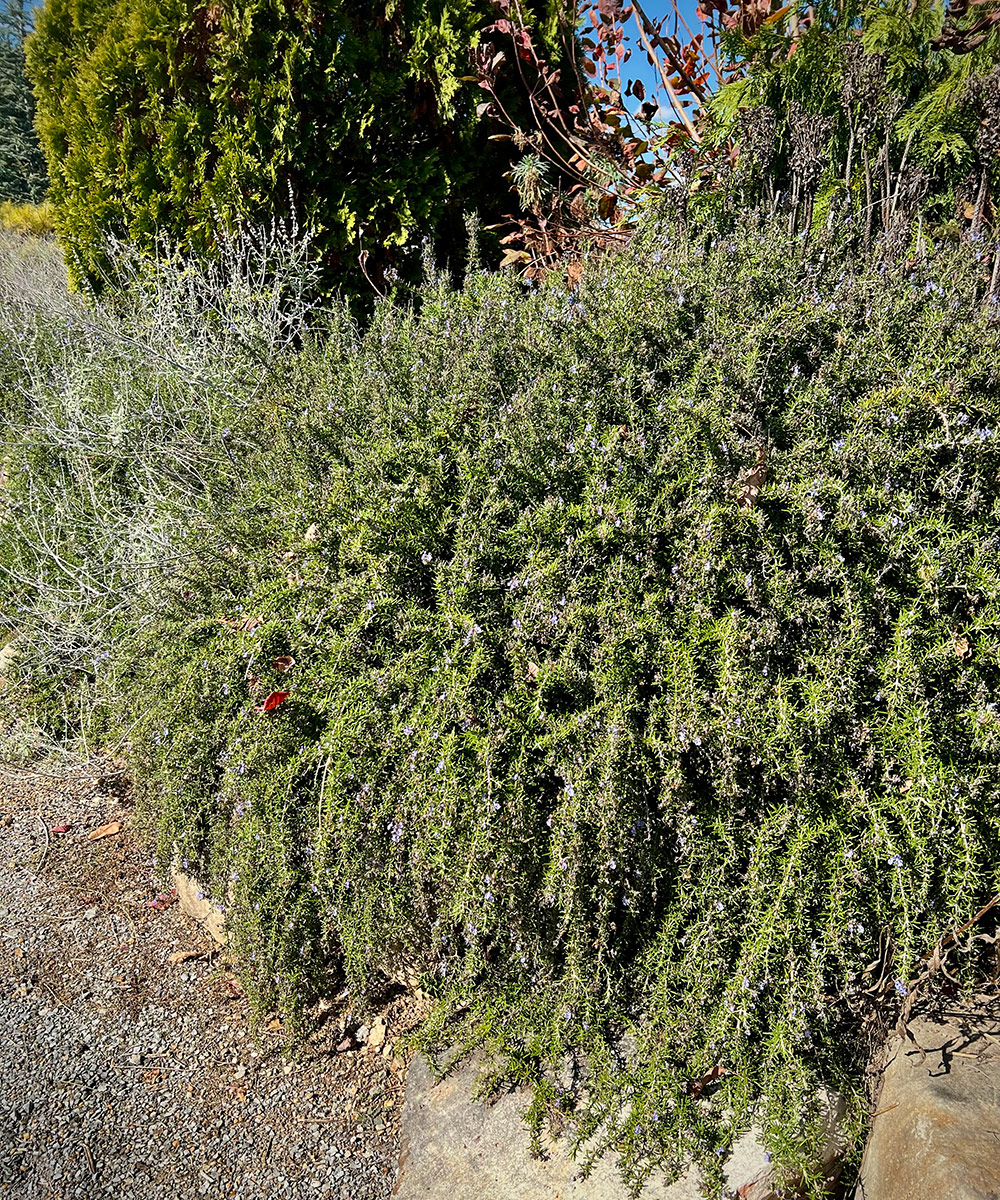 Prostrate rosemary