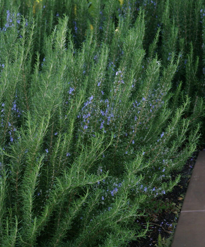 Hill Hardy Rosemary Plants For Sale