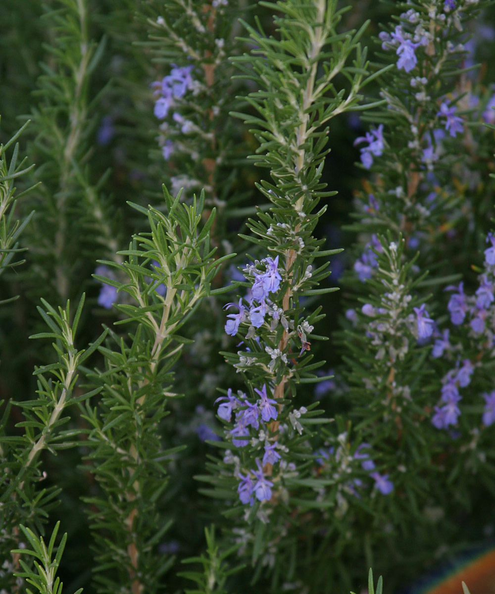 close up of rosemary flowers