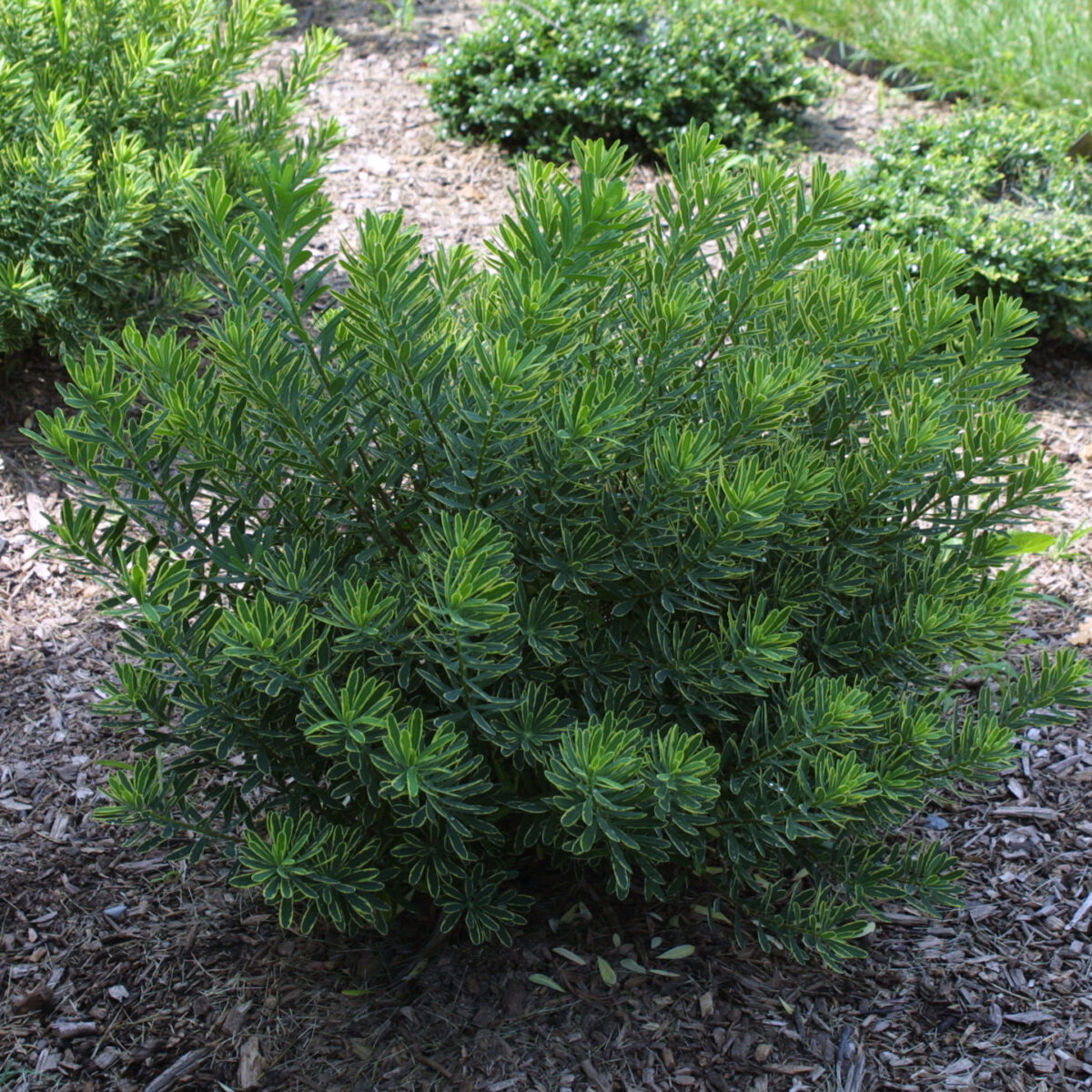 3 Hardy Broadleaf Evergreen Shrubs for the Mountain West - Fine Gardening