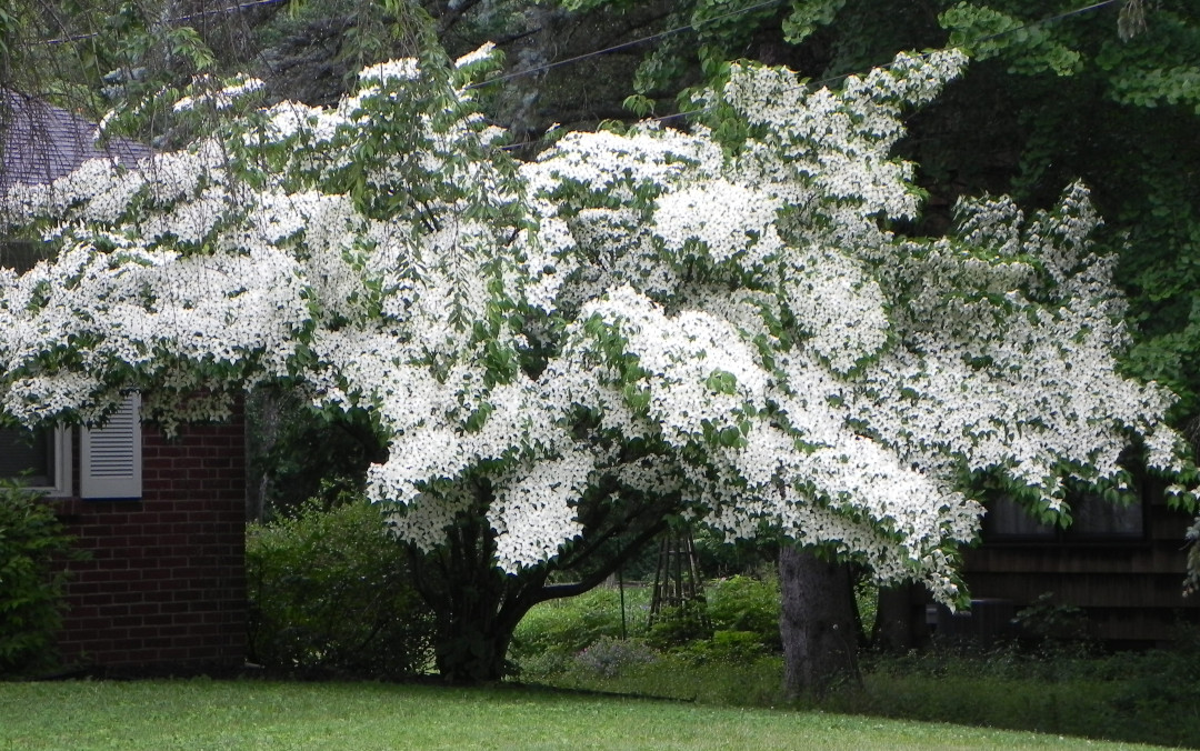 kousa dogwood tree in bloom