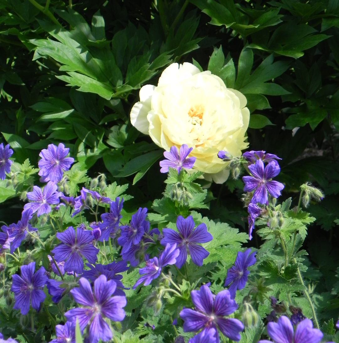 close up of yellow peony with purple geraniums