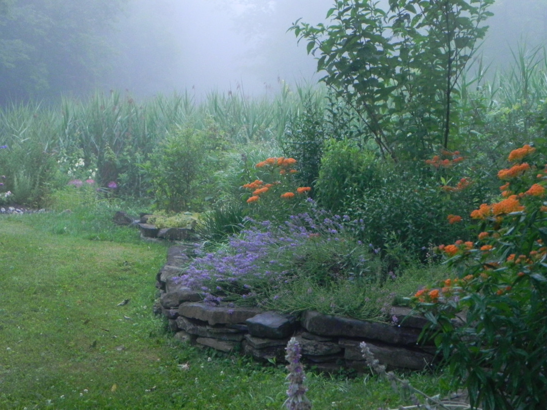 garden bed with orange and purple flowers on a foggy day