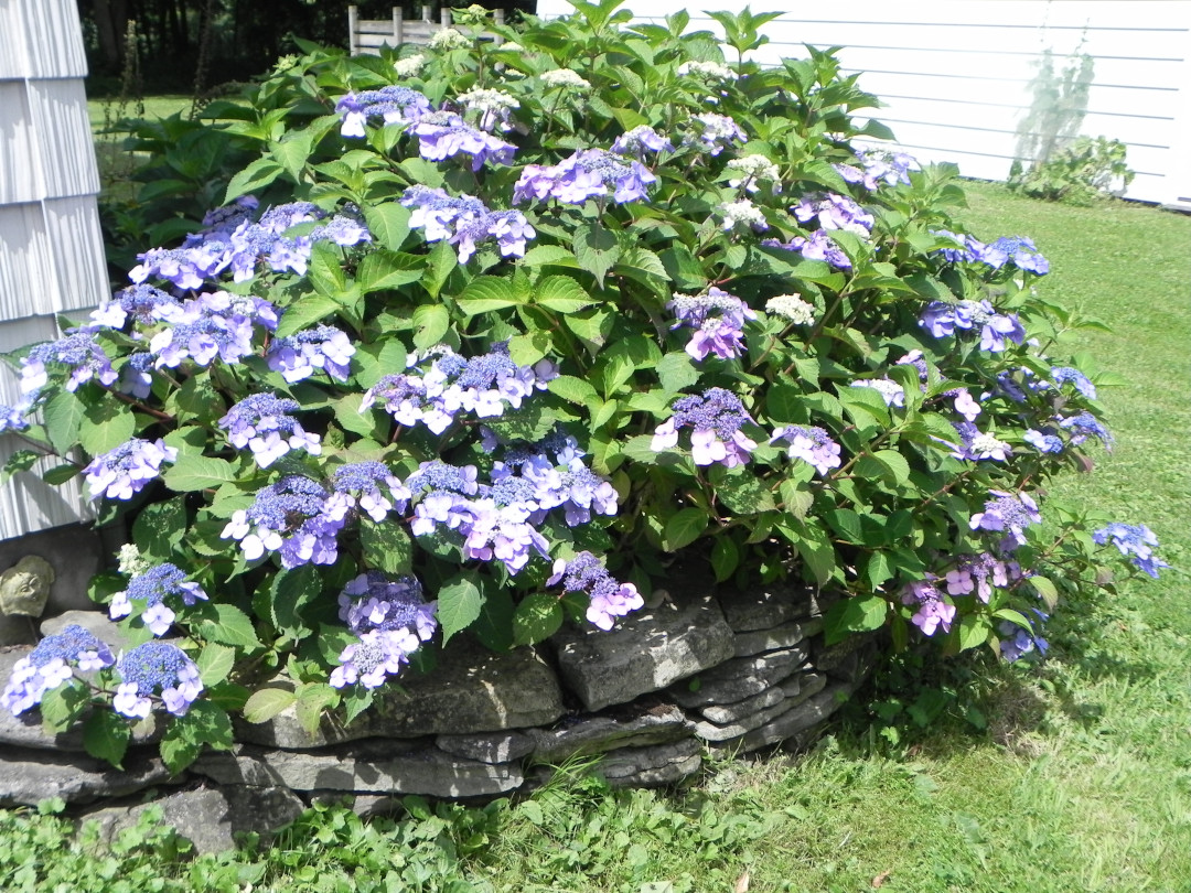 close up of lacecap hydrangea with purple flowers