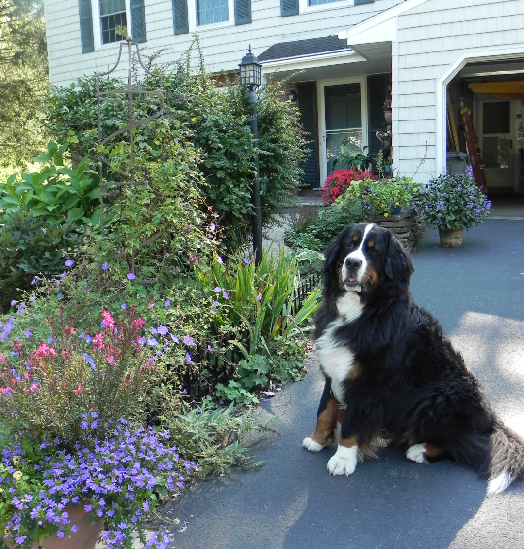 dog sitting in driveway lined with various plants and flowers