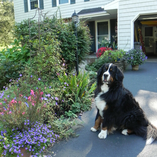 dog sitting in driveway lined with various plants and flowers