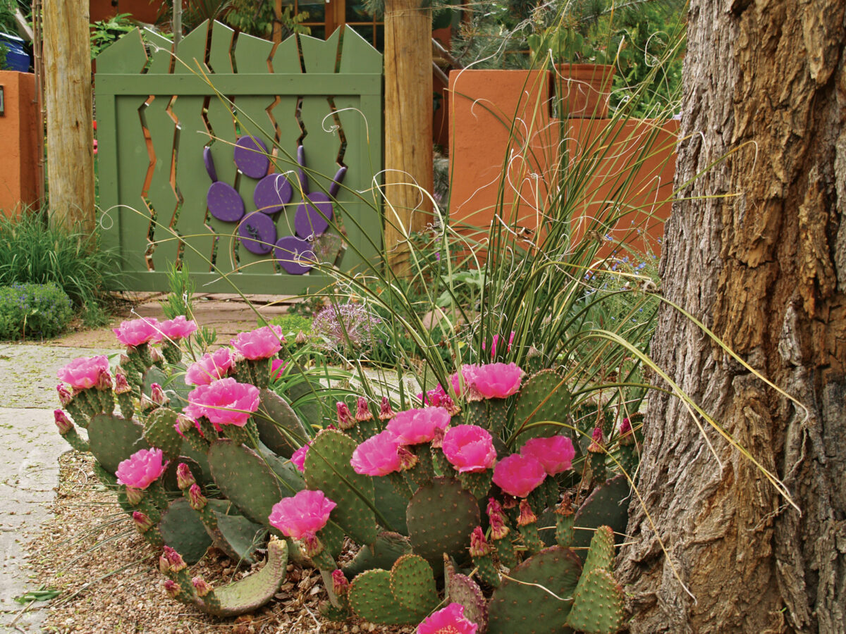 Cacti and Succulents for Cold Climates Fine Gardening