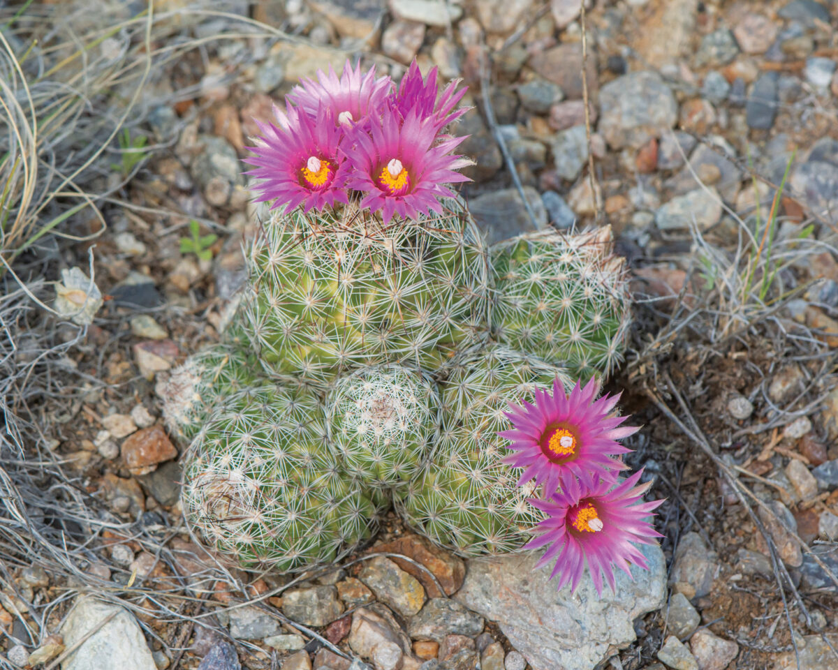 Cacti and Succulents for Cold Climates Fine Gardening