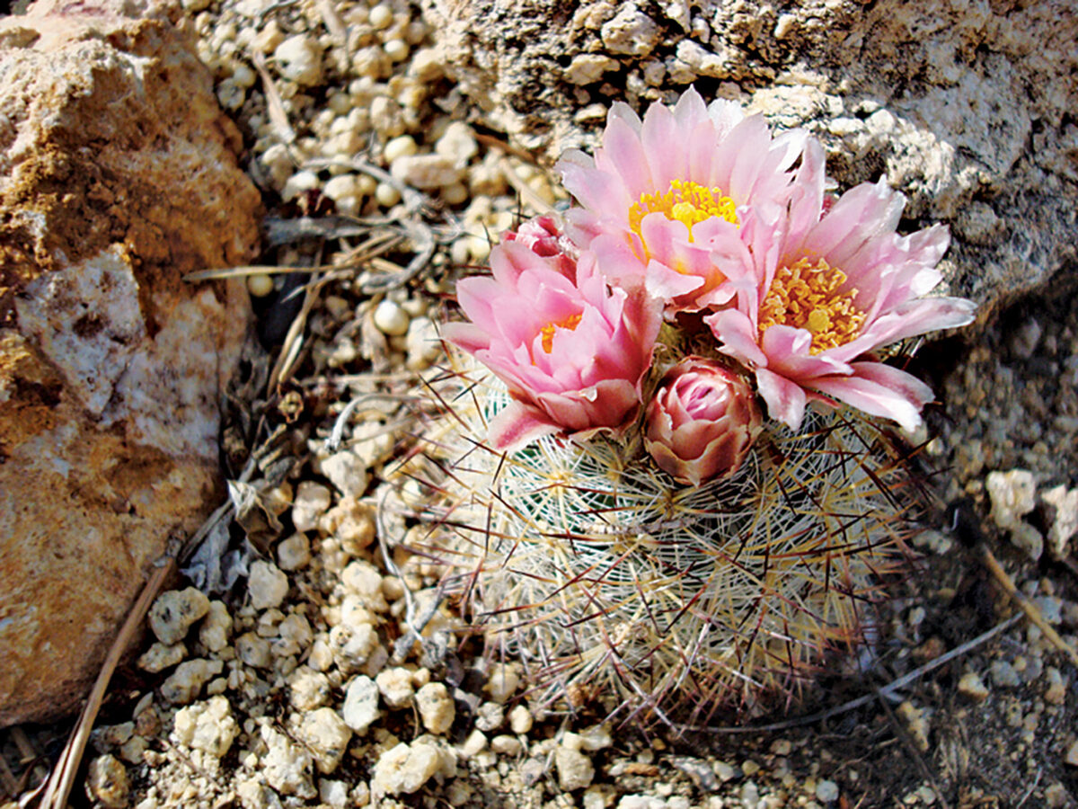 Cacti and Succulents for Cold Climates Fine Gardening