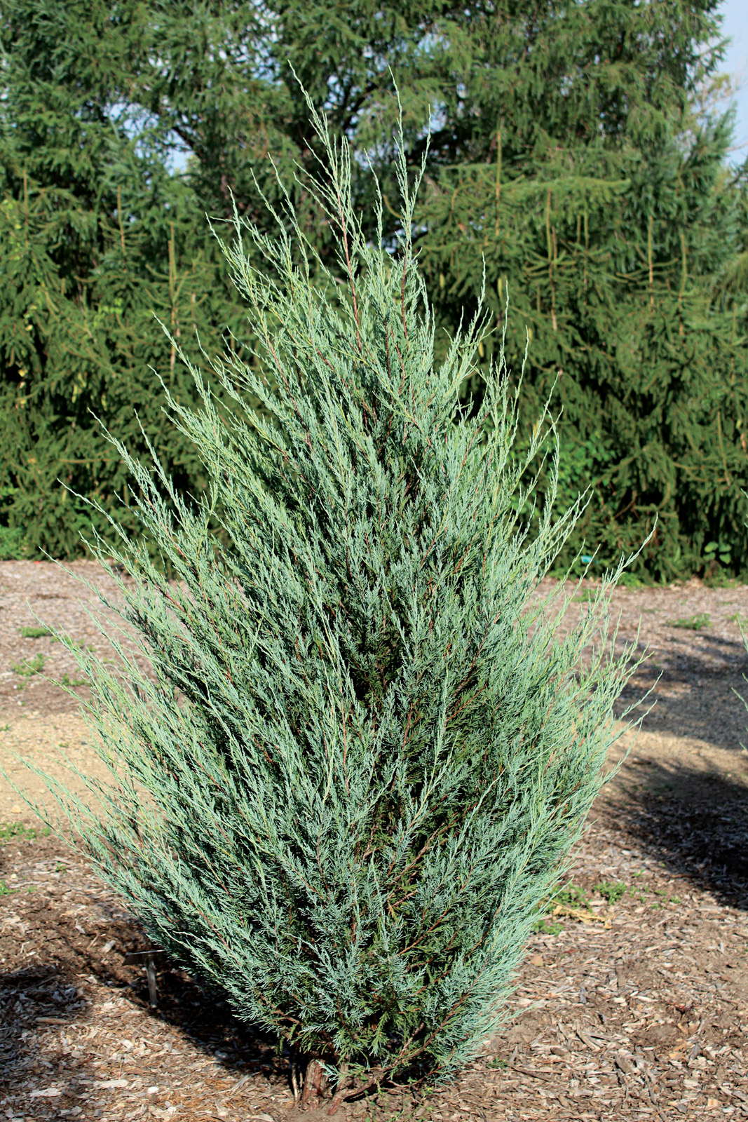 9 Special Junipers With Unique Forms For The Garden Fine Gardening
