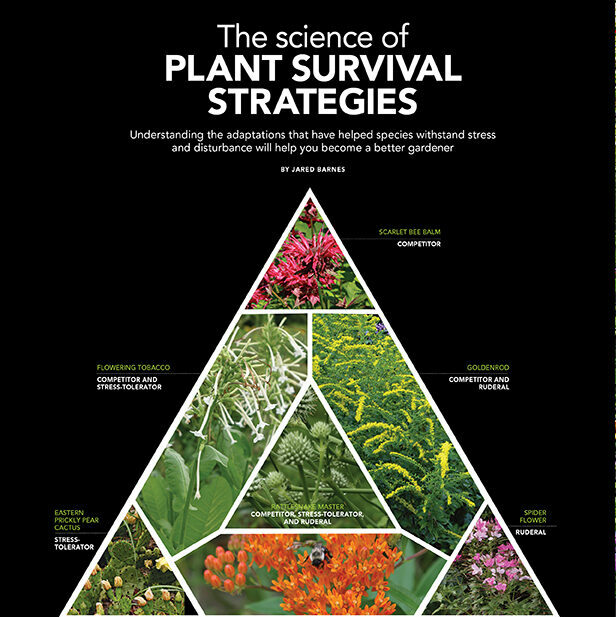 Extreme Cold Can Be an Inconvenient Truth: Botanical Design Ensures Plant  Survival