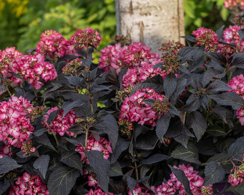 Pop Star® Bigleaf Hydrangea Is a Reliable, Reblooming Variety for