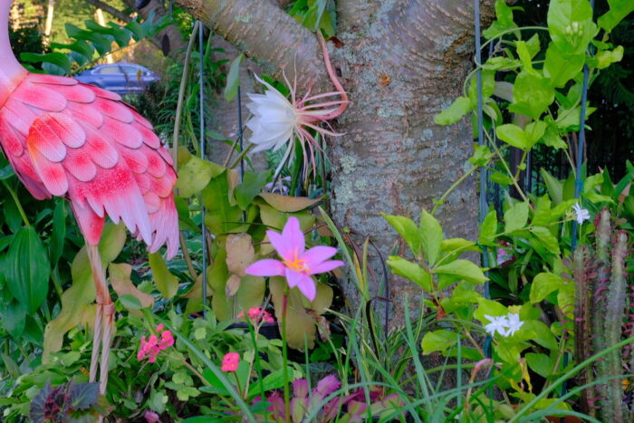 July In Tingshu’s Front Garden - Fine Gardening