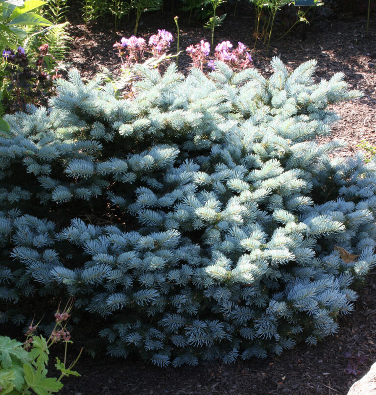 The Best Dwarf Evergreens for Winter Containers Fine Gardening