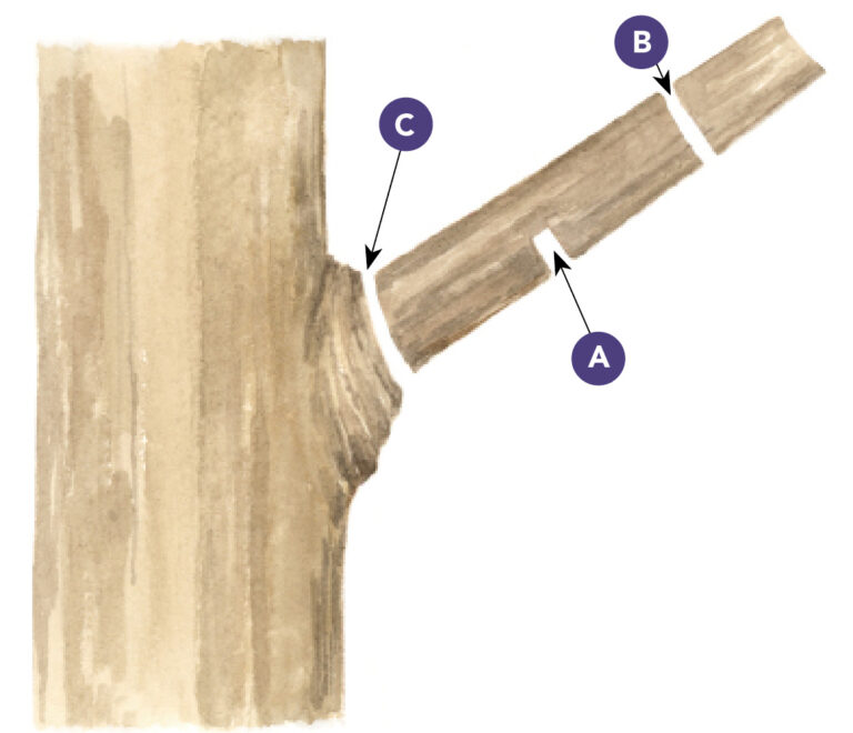 4 Essential Tips for Pruning Flowering Trees - Fine Gardening