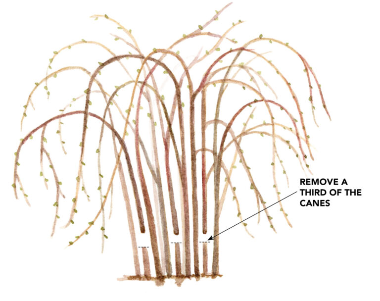 Pruning Shortcuts for the Busy Gardener - Fine Gardening