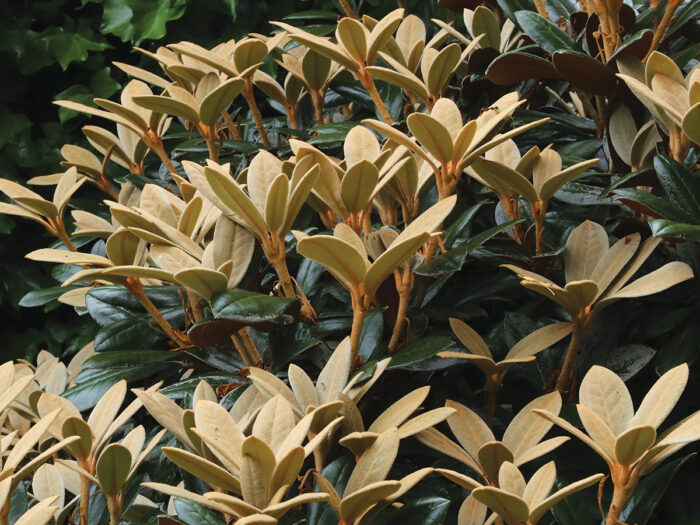 9 Foliage Plants You Can’t Live Without - FineGardening