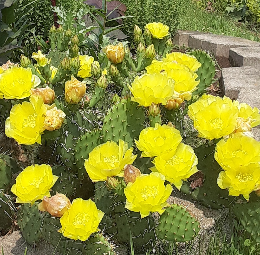 close up of Prickly pear cactus with bright yellow flowers