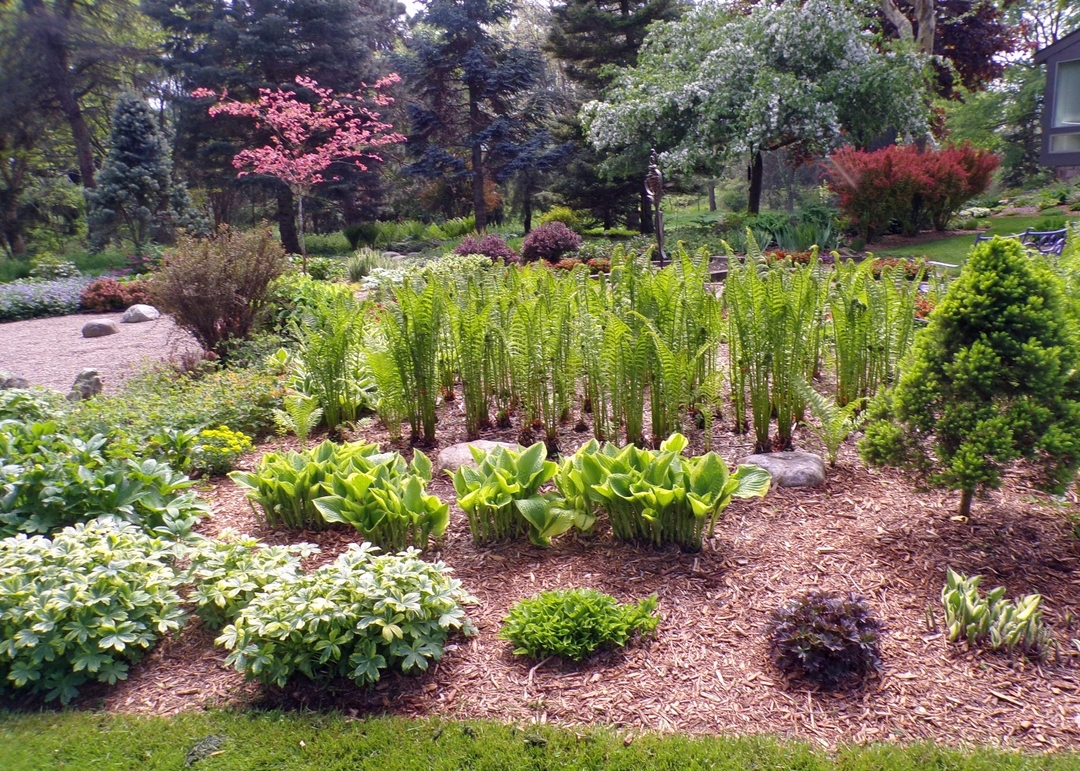 mulched garden bed with ferns and other foliage plants