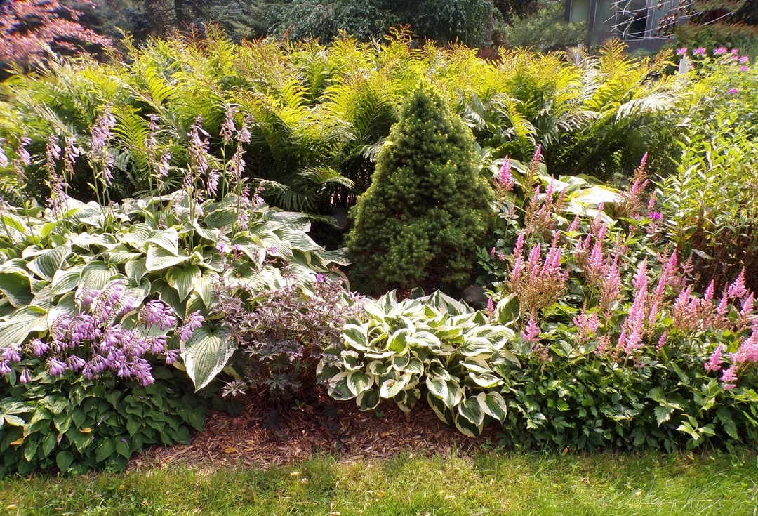 garden bed with lots of ferns and hostas in bloom