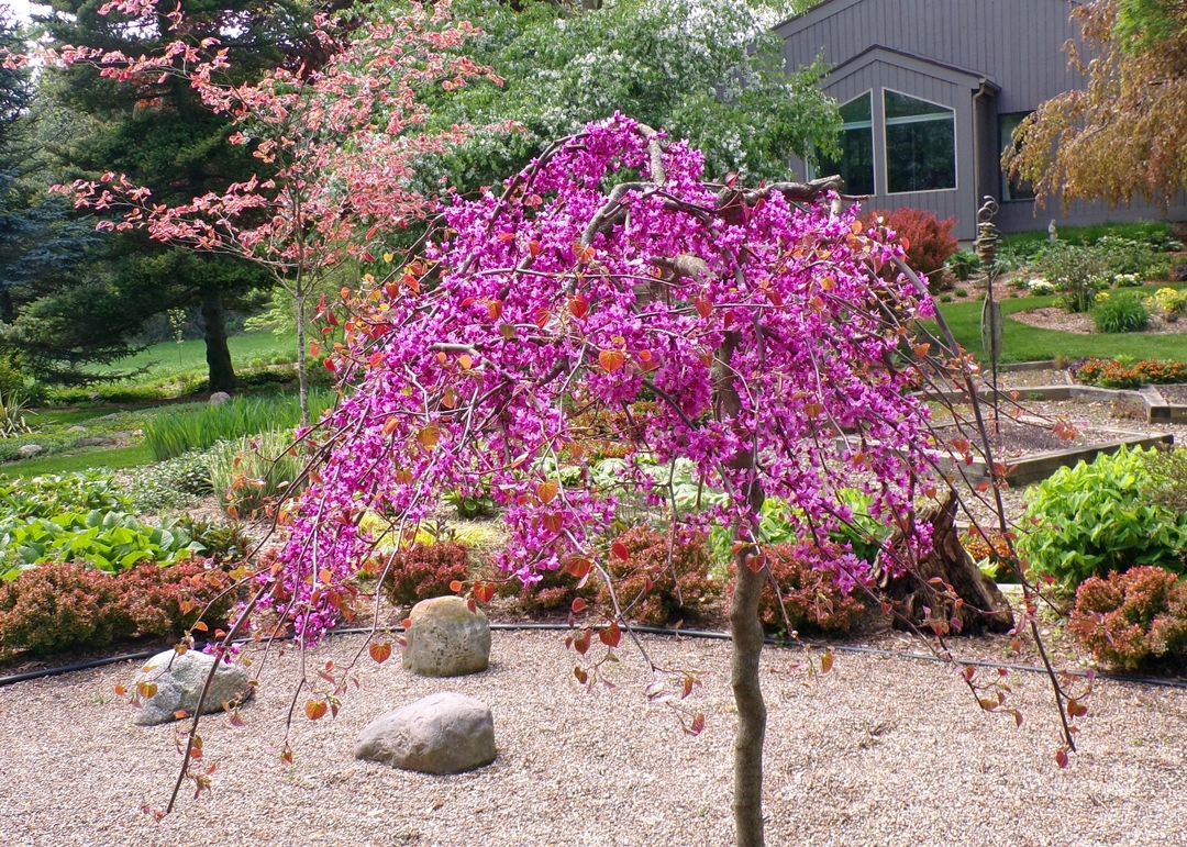 small redbud growing in the middle of a zen garden