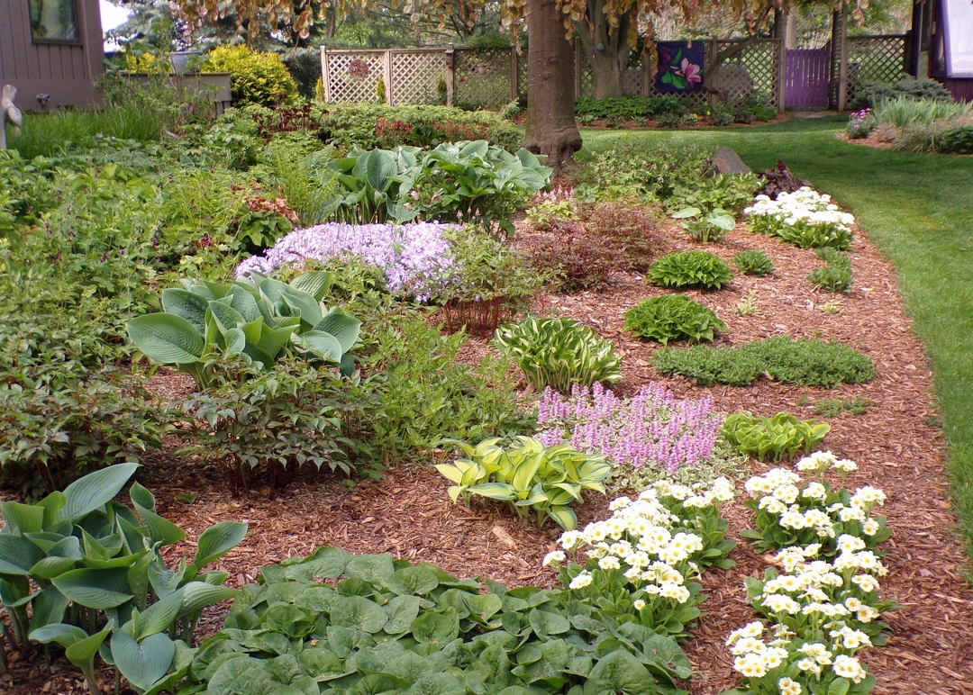 mulched garden bed with various low-growing plants