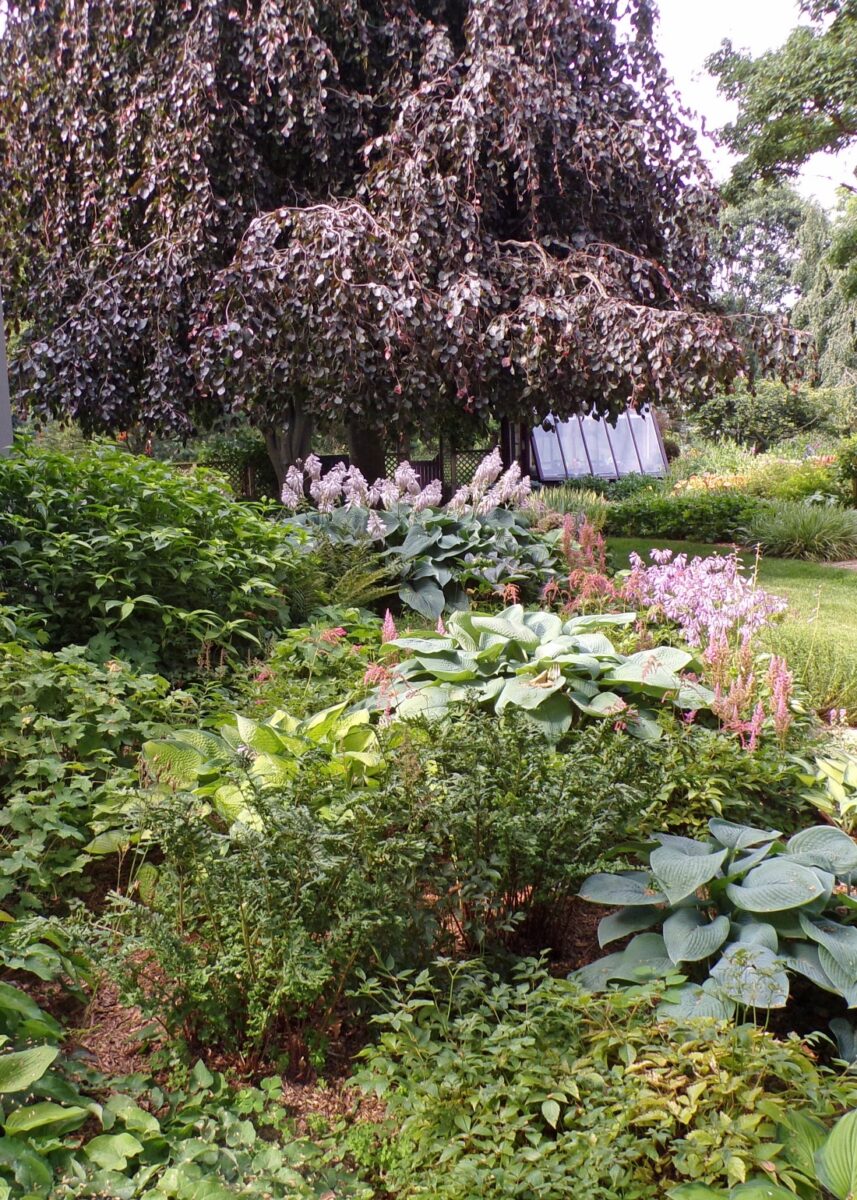 shade garden with lots of foliage plants and pink flowers