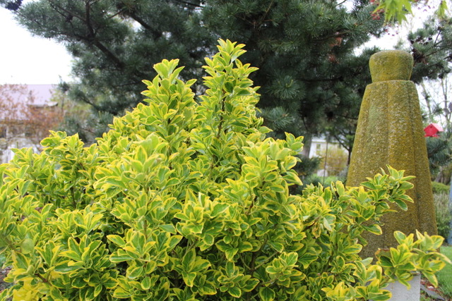 close up of golden euonymus shrub