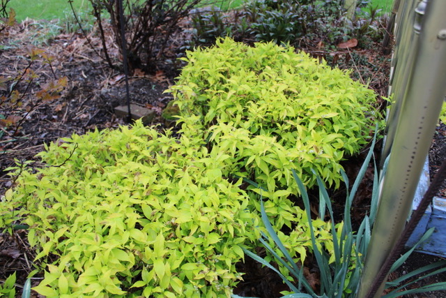 two chartreuse deutzia shrubs