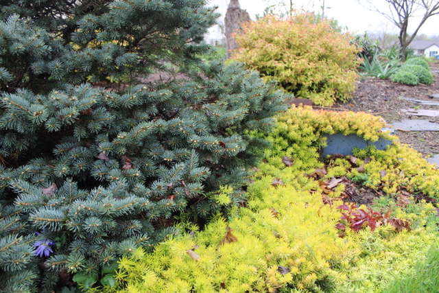 bright yellow ground cover next to dark green conifer