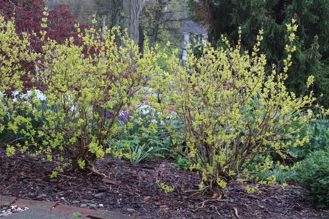 shrubs in early spring with bulbs growing behind