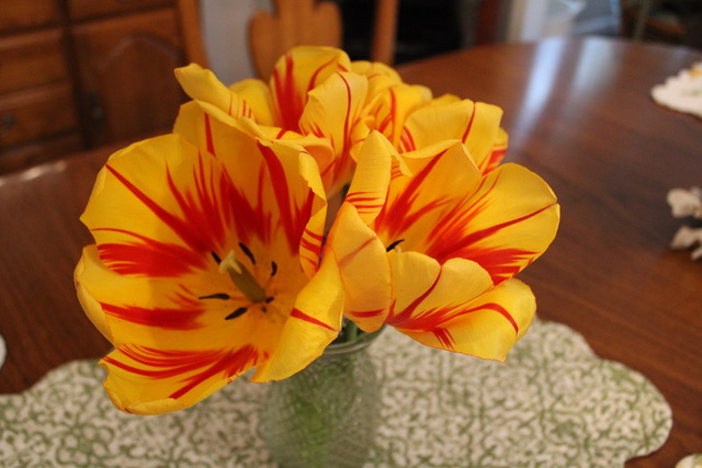 close up of bright yellow tulips with red stripes in a vase