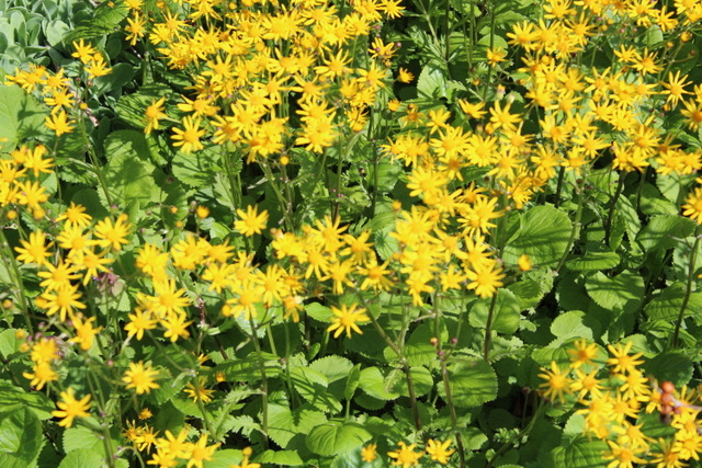 close up of golden ragwort with lots of yellow flowers in bloom