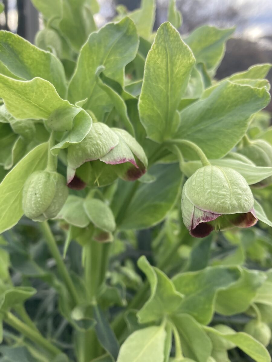 close up of green hellebore flowers