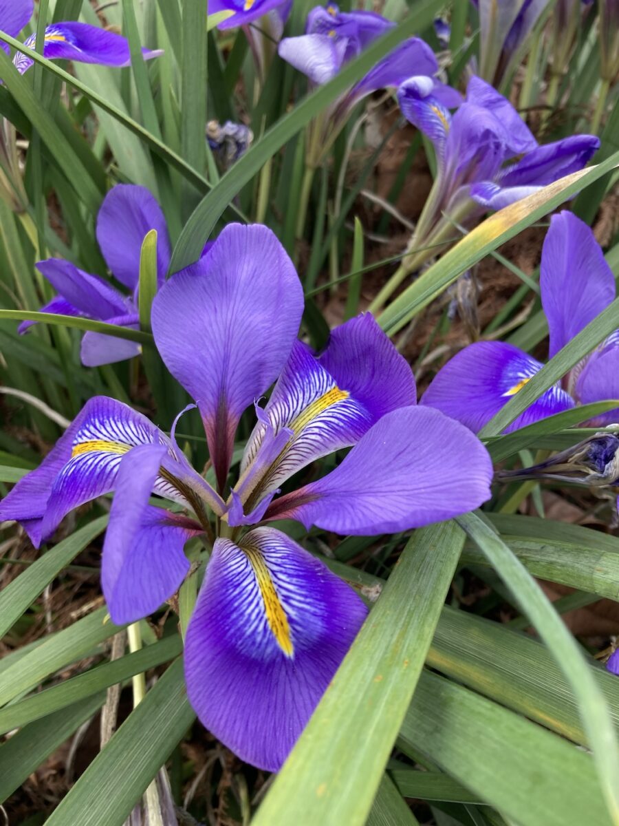 close up of bright purple iris flowers