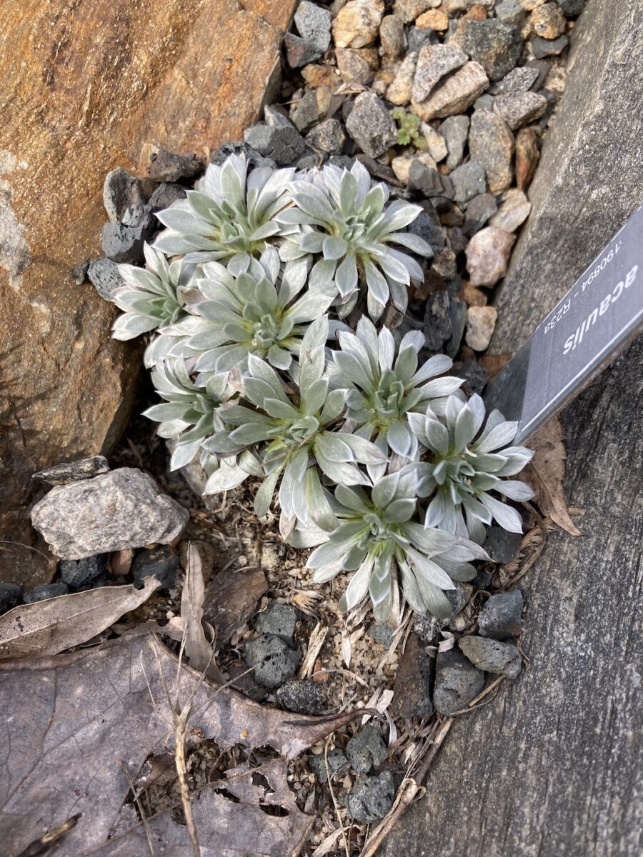 small plant with silver foliage growing in a crevice garden