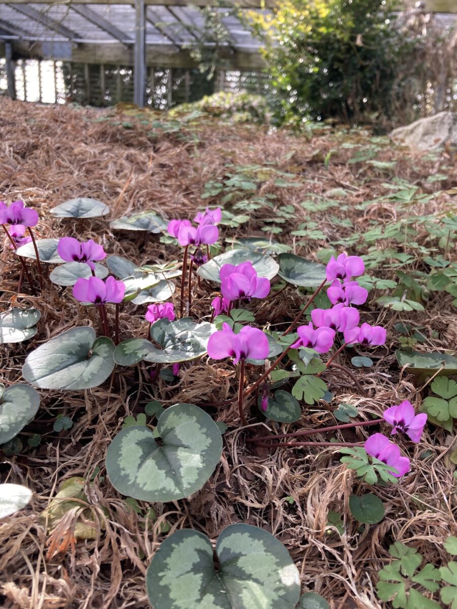 close up of Cyclamen with pink flowers