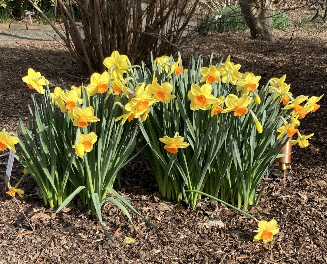 bright yellow and orange daffodils