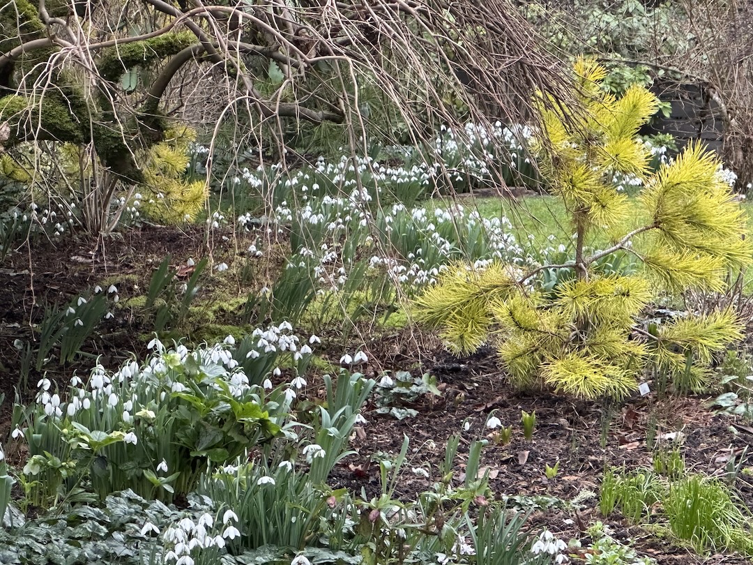 lots of white flowers growing beneath trees in winter