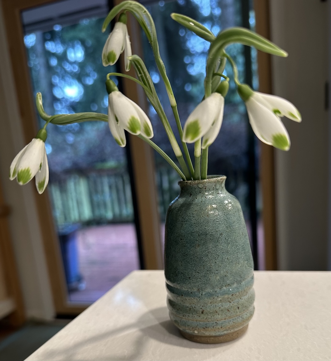 Galanthus nivalis Viridspice in a vase