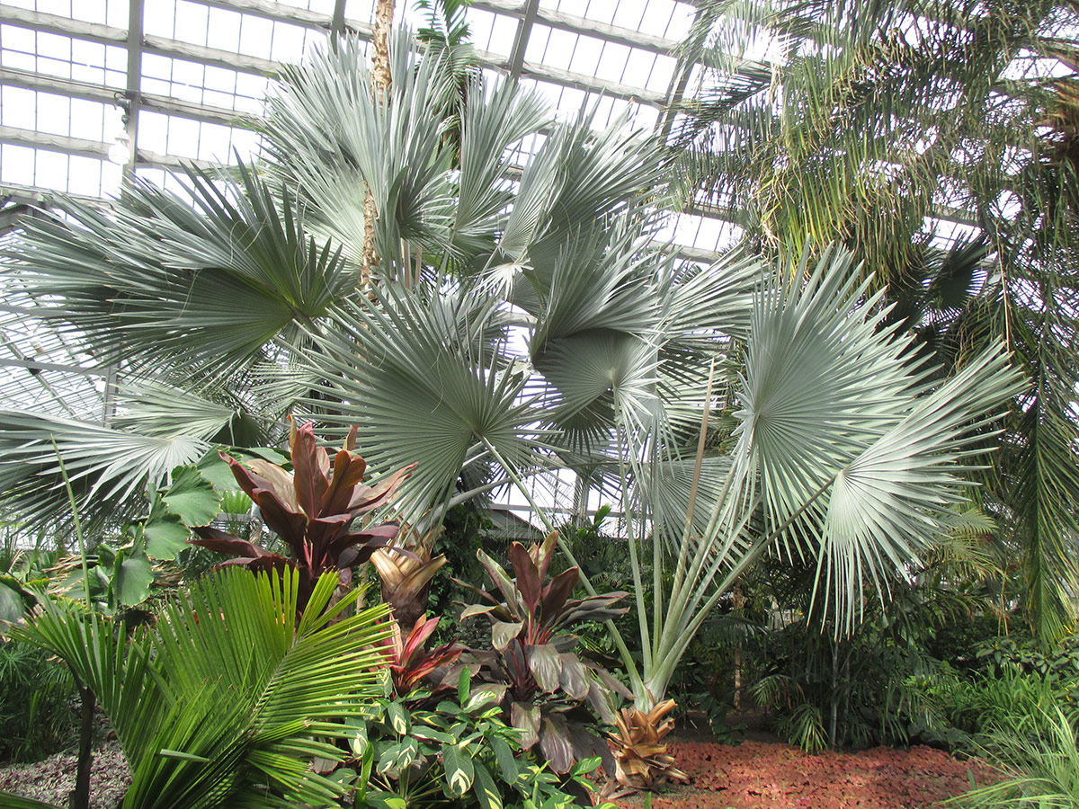 palms in Palm House at Garfield Park Conservatory