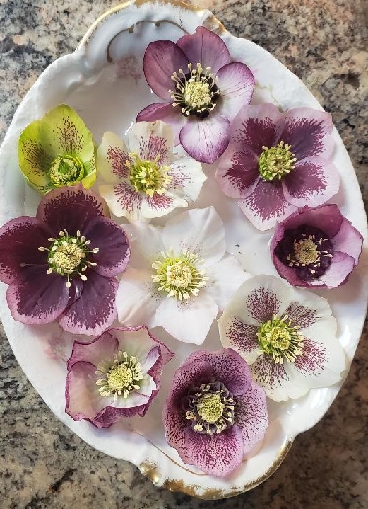 various hellebore flowers in a china dish