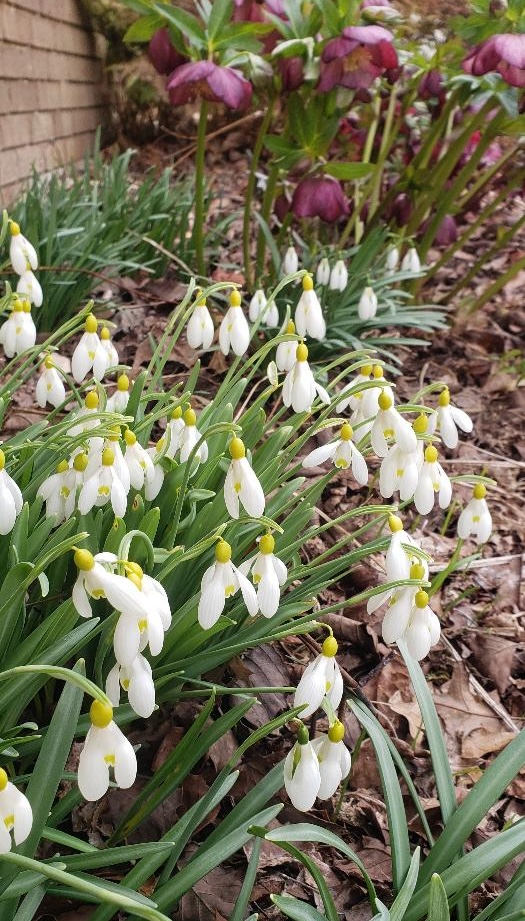 close up of snowdrops with hellebore behind