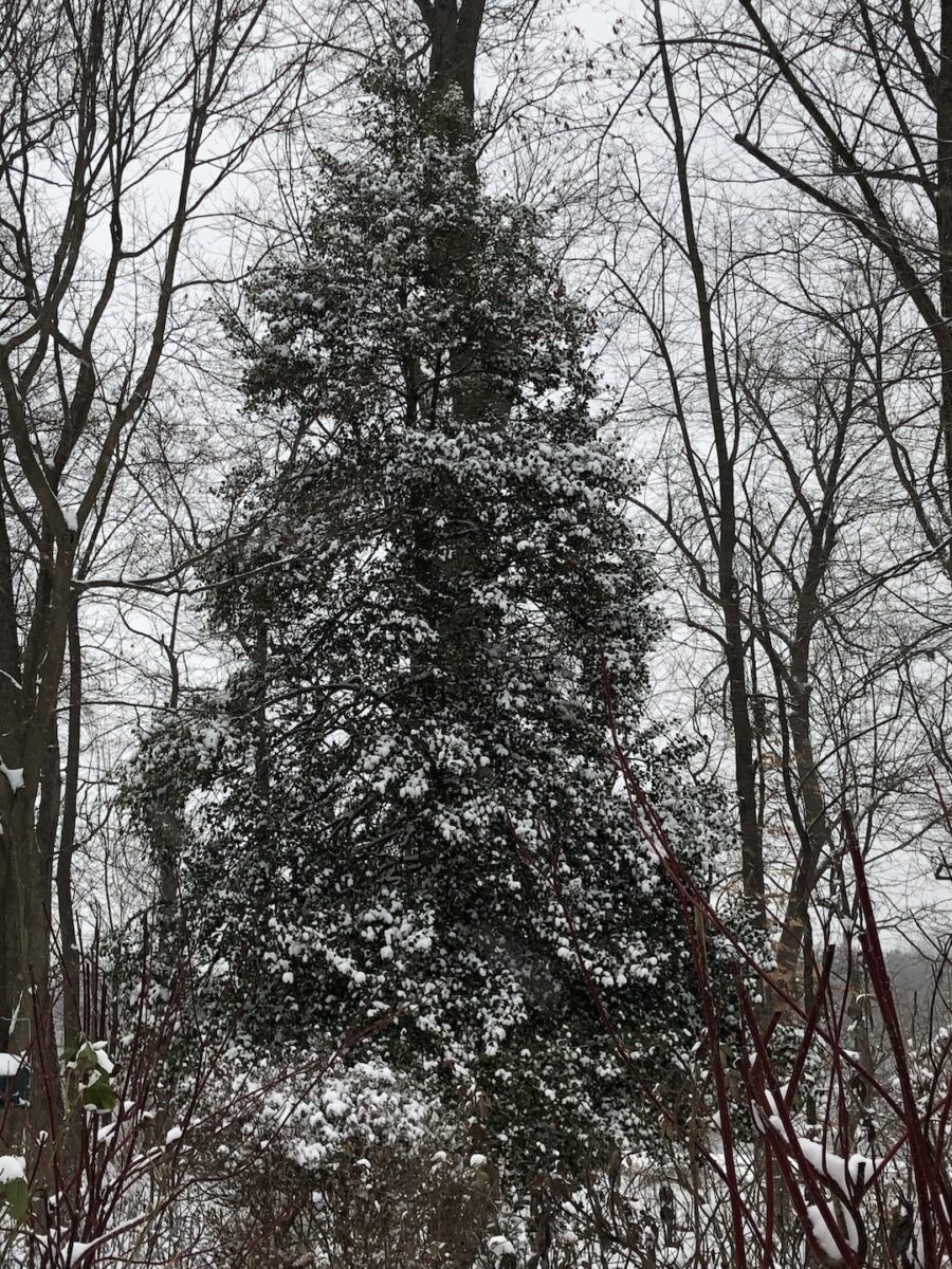 large evergreen holly in winter