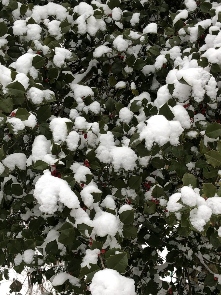 close up of holly covered in snow