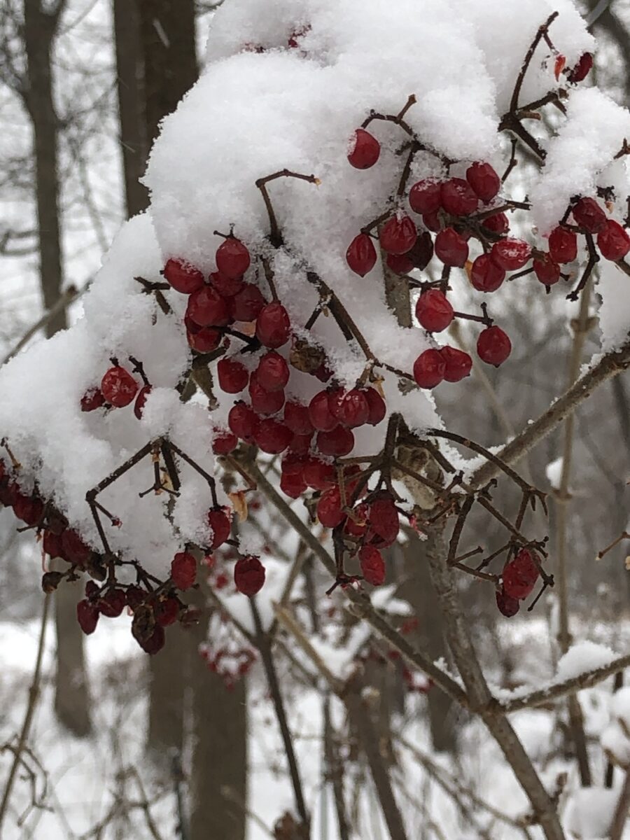 close up of red berries covered in snow