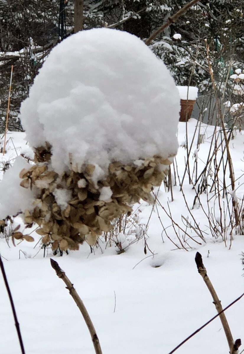 faded hydrangea bloom covered in snow