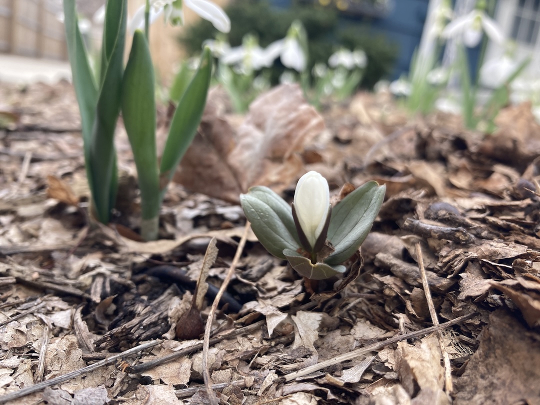 close up of snow trillium about to bloom