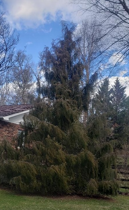 large Juniperus rigida conifer next to house